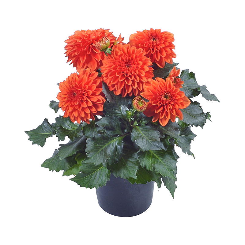 Sommardahlia P19 Dahlia, blandad