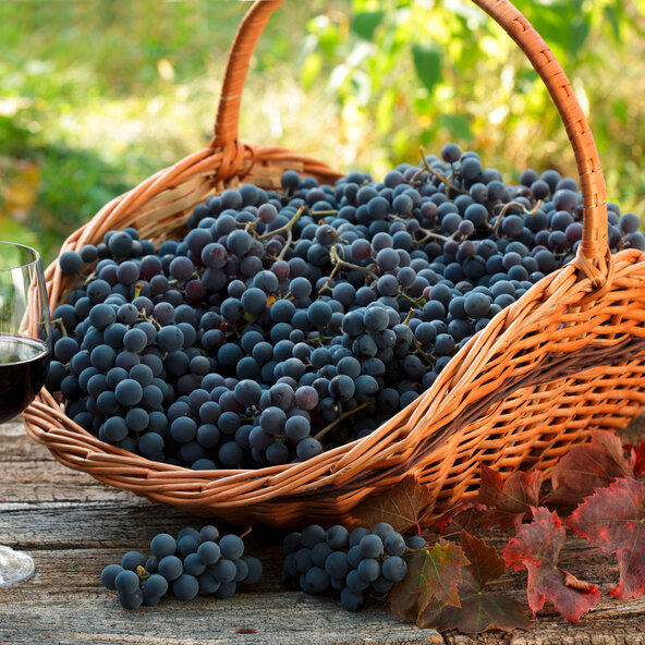 Μπλε φρούτα Grapevine