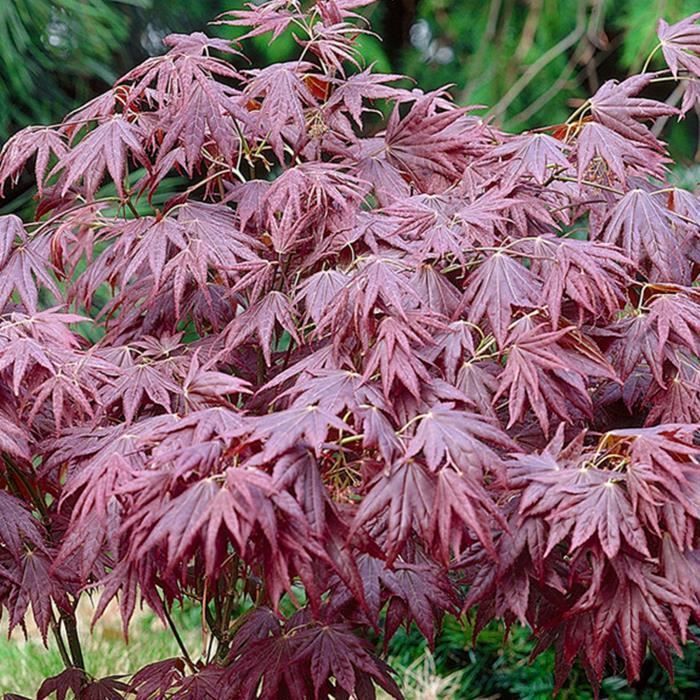 1 x Arce japonés púrpura (Acer 'Atropurpureum') - Arbusto de jardín en maceta