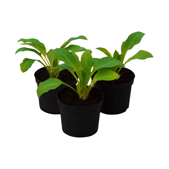 Σετ 3 τεμαχίων Hosta „Schattenzauber“