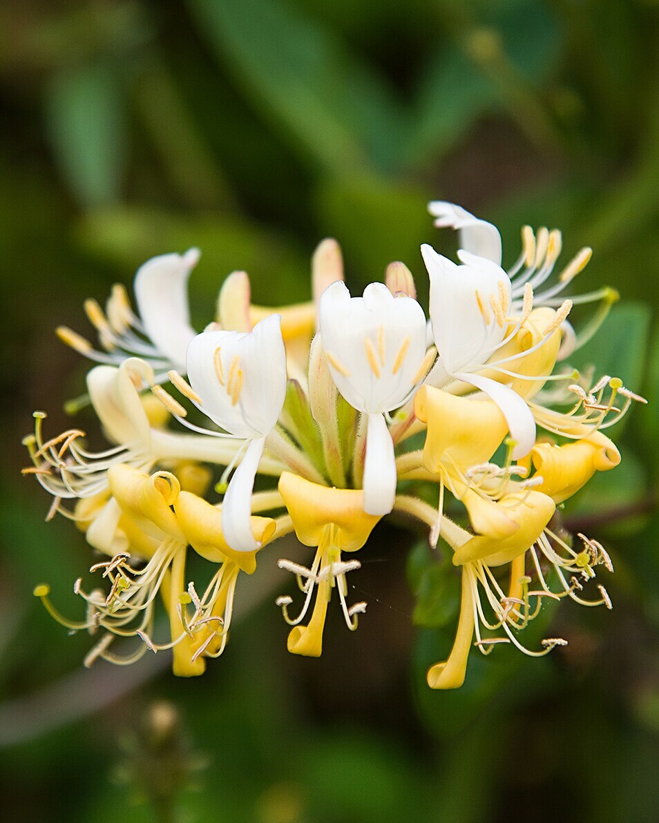 JO MALONE LONDON HONEYSUCKLE & DAVANA COLOGNE