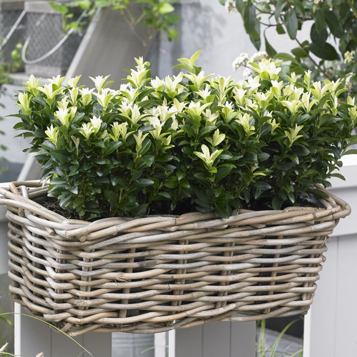 Euonymus Paloma Blanca - Árbol de huso japonés | Arbusto perenne en maceta para el jardín.