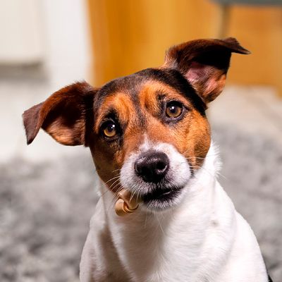 SmartBones Kausnacks mit Huhn für kleine Hunde