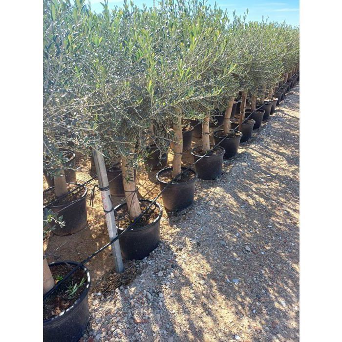 Árvore Ensolarada - Oliveira de tronco alto, 160 centímetros de altura - Olea europaea - 25 anos - resistente ao frio até -18°C