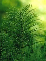 HERBOPLANET Tsa Equisetum Arvense 50 ml