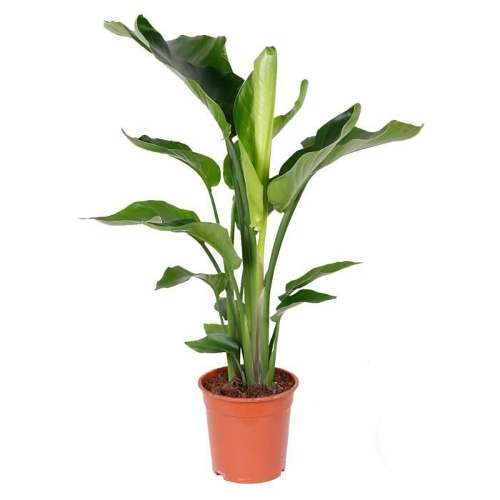 Strelitzia 'Nicolai' - Ave del Paraíso - Purificador de aire - 19 cm de diámetro - 80-90 cm de altura