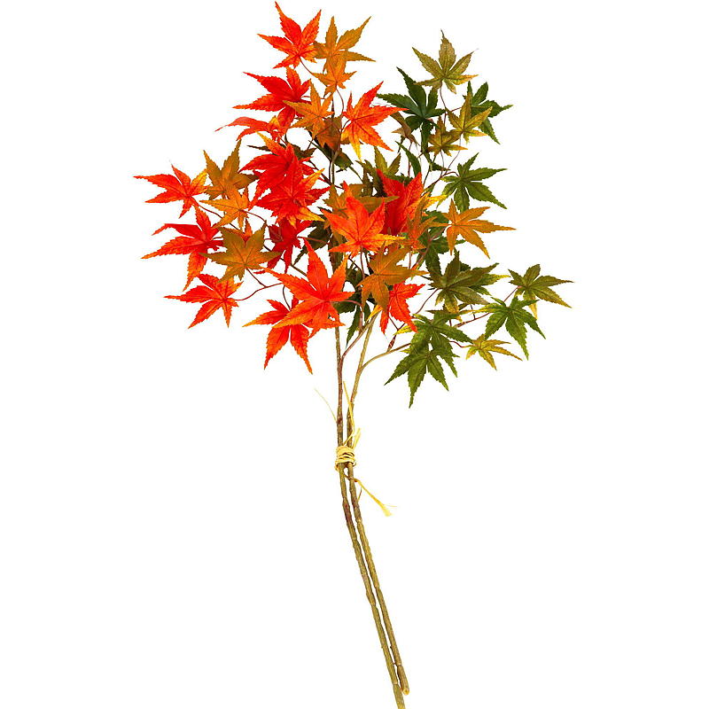 Hjem Efterårsblade på gren, berberis