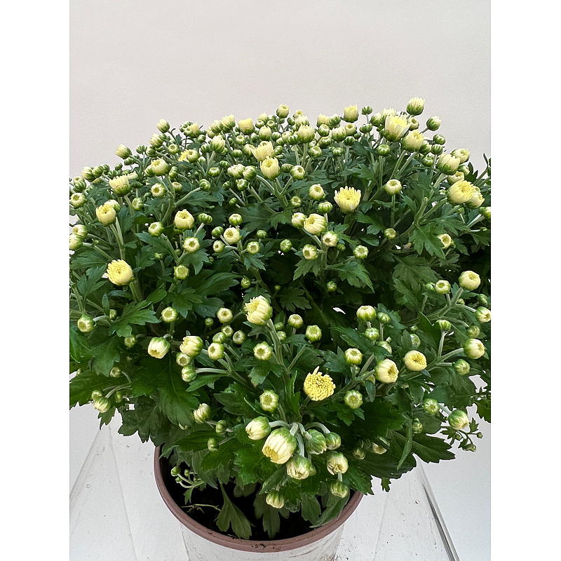 Krysantemum Freeland, 19 cm kruka