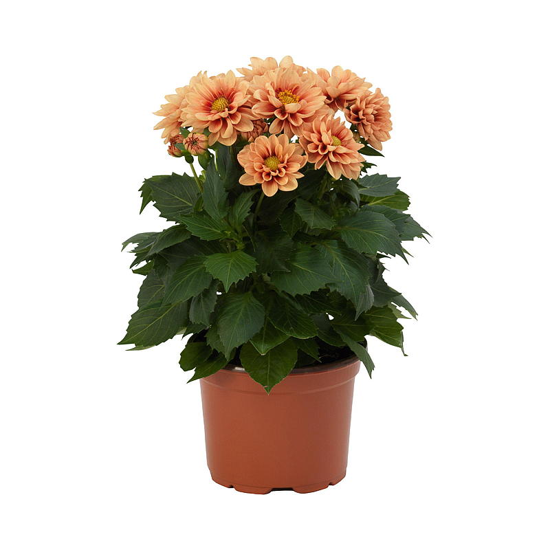 Zomerdahlia P19 Dahlia, mix
