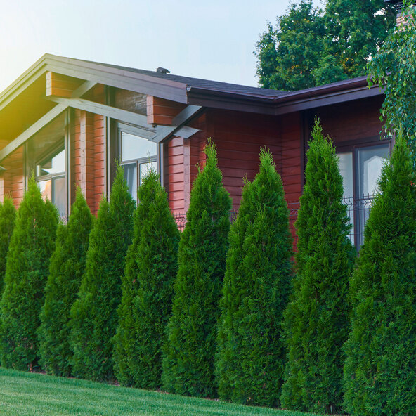Φράχτης Thuja Emerald arborvitae, 30 τεμ.
