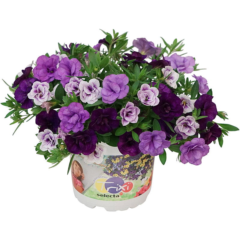 Liten petunia P12 Calibrachoa