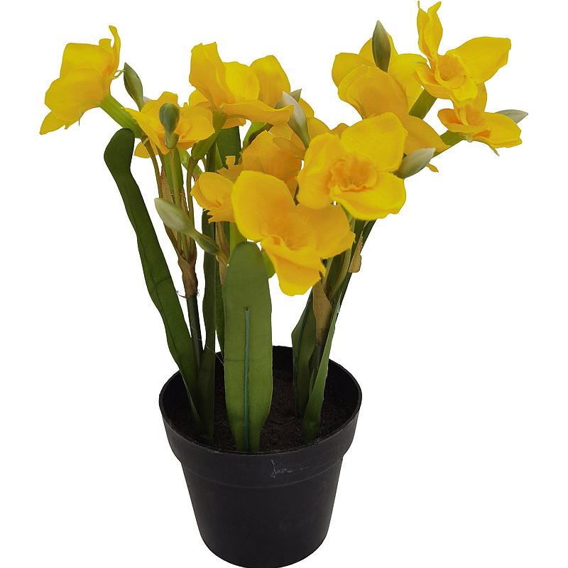 Narzisse für Zuhause, 24 cm