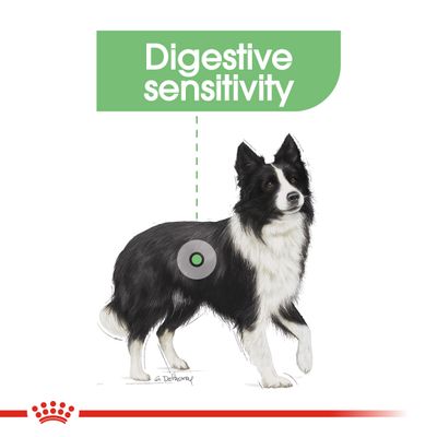 Cuidado digestivo medio de Royal Canin
