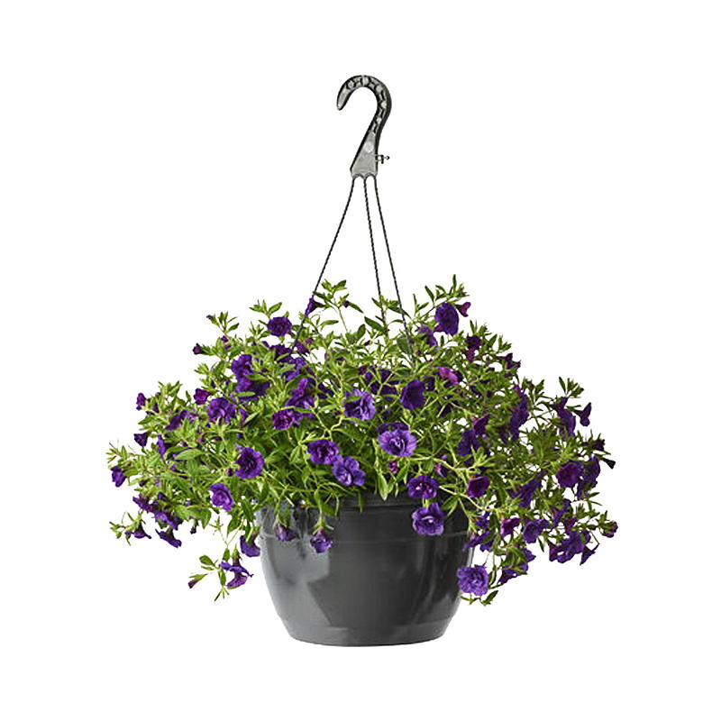 Styvmor P23, hängande växt, Viola cornuta