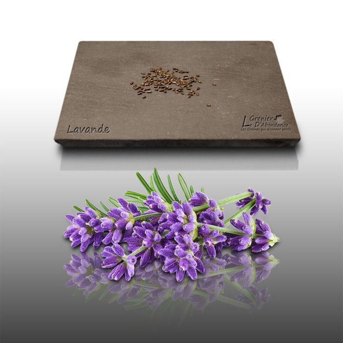 50 graines Aromatiques - LAVANDE VRAIE - True Lavander