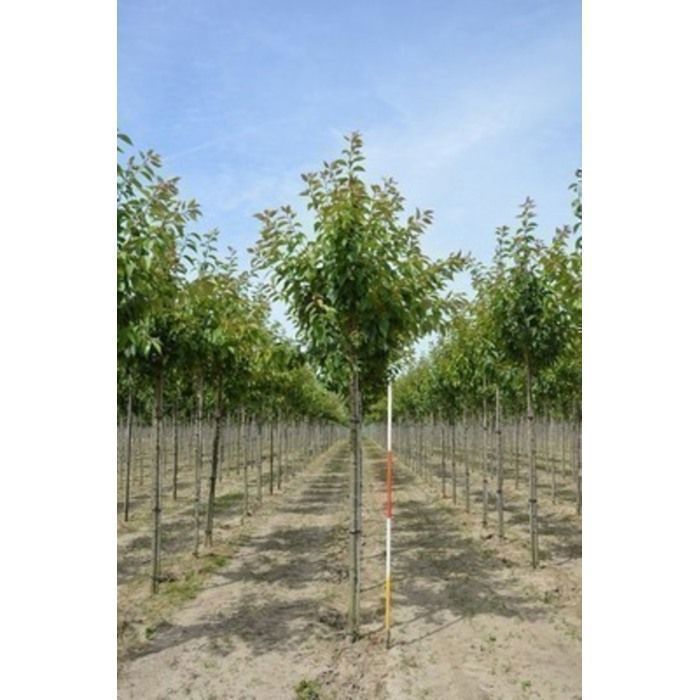 Prunus serr. 'Kanzan' - Cerisier Du Japon , Cérisier À Fleurs Japonnais 60- 80 cm en pot