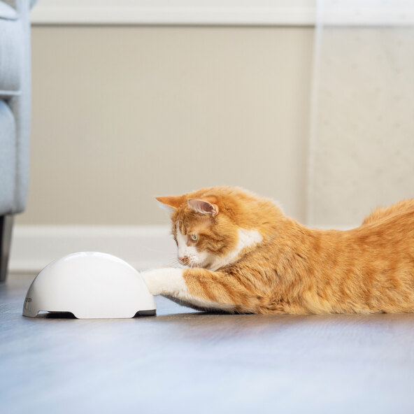 Fox Den Automatic Cat Toy