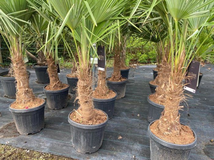Sunny Tree - Palmier - Trachycarpus Fortunei - Palmier éventail chinois - palmier chanvre - Palm Arbre - 150 CM