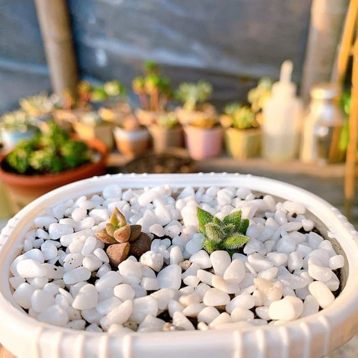 Ghiaia decorativa da giardino, ciottoli per fioriere - Bianca 460 g