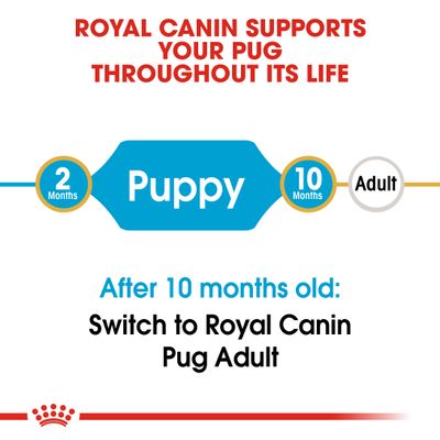 Cachorro de carlino Royal Canin