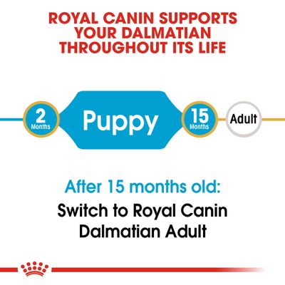 Cachorro dálmata Royal Canin