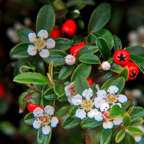 Χαλί από ξύλο βελανιδιάς cotoneaster, σετ 9 τεμαχίων