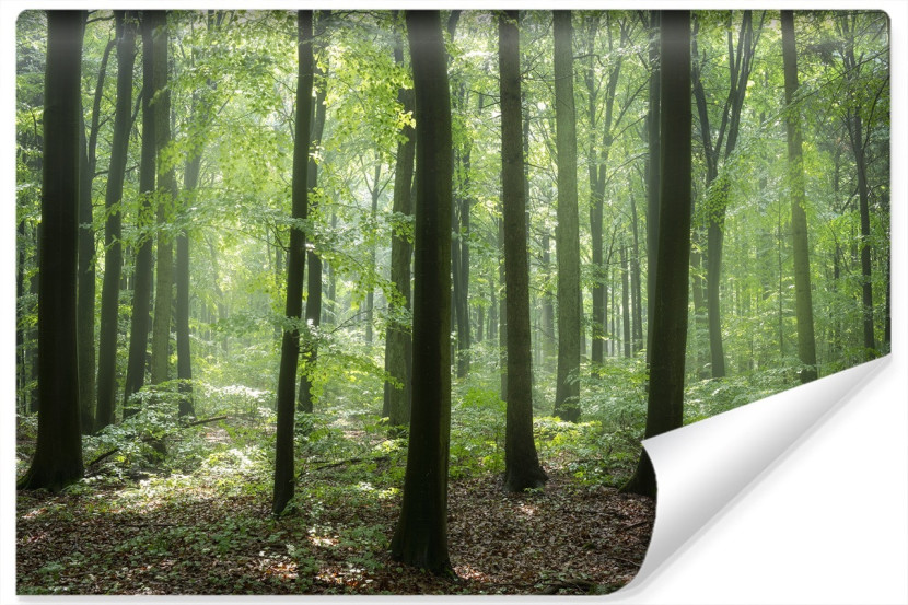 Fototapeta Wiosenny Las Efekt 3D 90x60cm