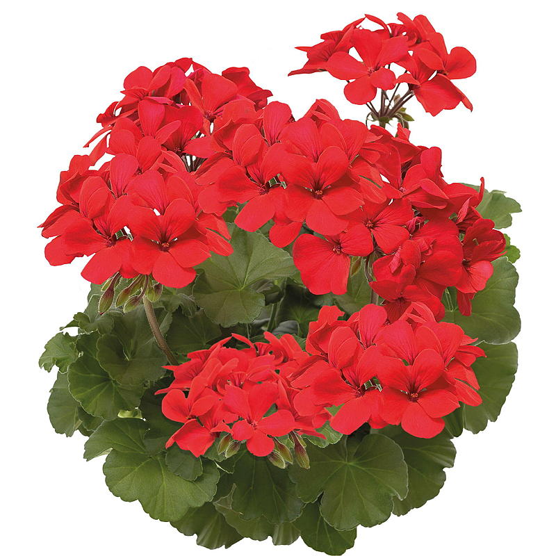Pelargonium P12, Maisema