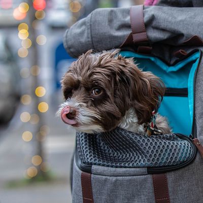 KURGO K9 Hunde-Rucksack – 20 % Rabatt!*