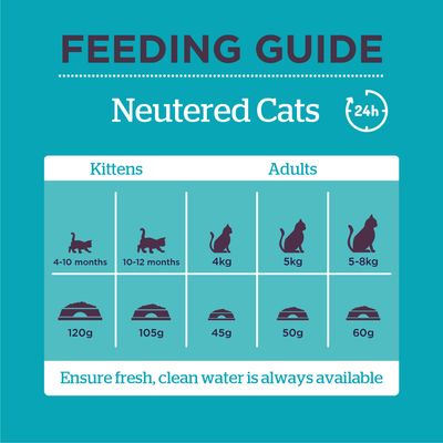 Chat castré Burgess avec poulet