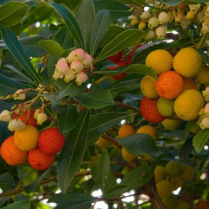 Aardbeiboom, Aardbeiboom Compacta