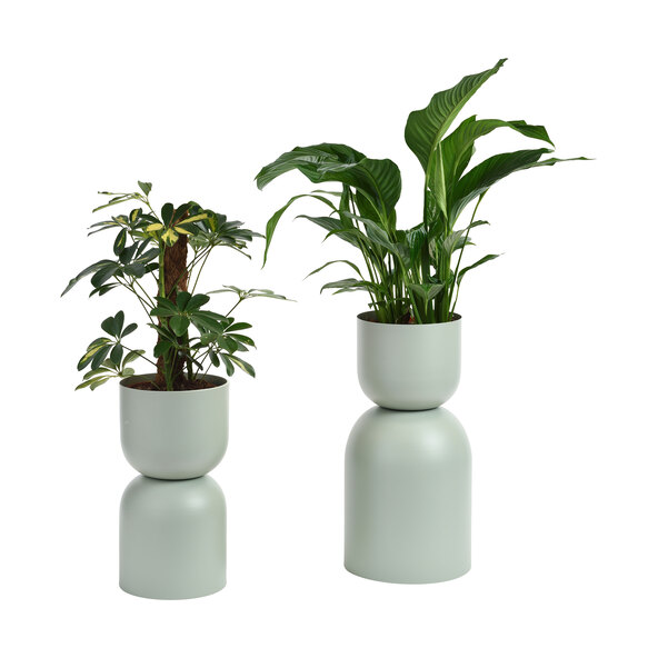Homokóra virágtartó, 2 db-os készlet