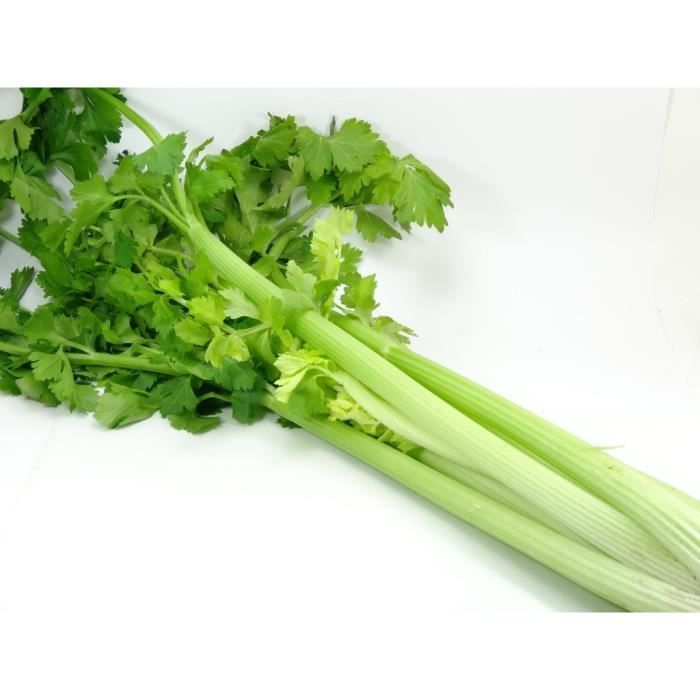 100 semillas aromáticas de apio para cortar (Apium graveolens) - Ideal para adelgazar