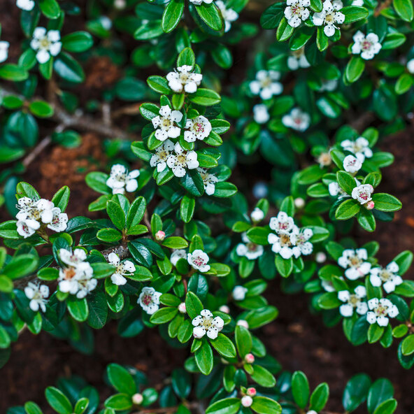 Cotoneaster, σετ 9 τεμαχίων