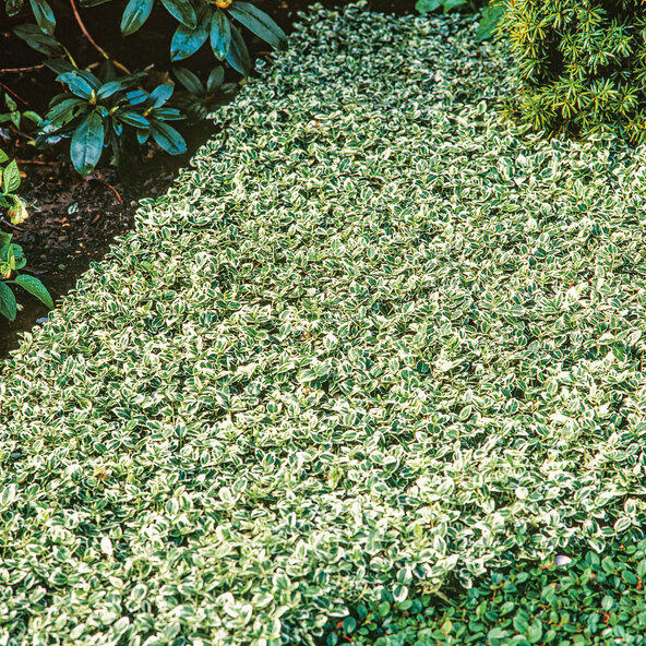 Fusarul Euonymus Fortunei, alb