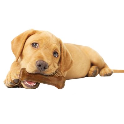 Nylabone PuppyBone