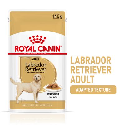 Royal Canin Labrador Retriever Adulto in Salsa