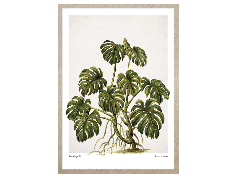 Obraz w ramie Monstera Leaves 53x73 cm