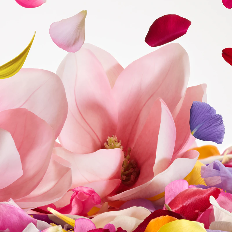 Dolce&Gabbana Dolce Magnolia Eau de Parfum para mulheres