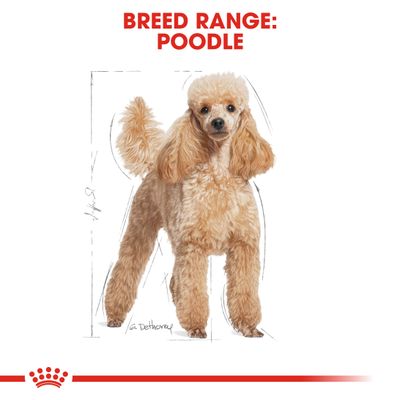 Royal Canin Poodle Adult -koira