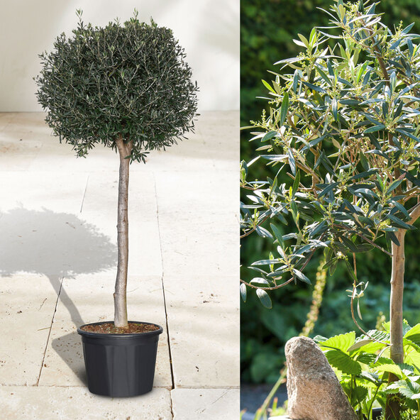 Όλιβενσταμ XXL Olea europaea