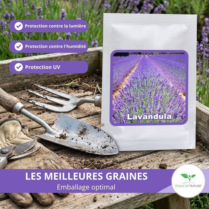 Graines de Lavande Vraie (Lavandula angustifolia) env. 150 Pcs-Semences Rustiques Vivaces-Graine Parfumée pour Jardin et Abeilles