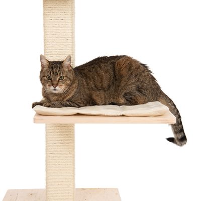 Katzenbaum „Natural Paradise“ – Orchidee