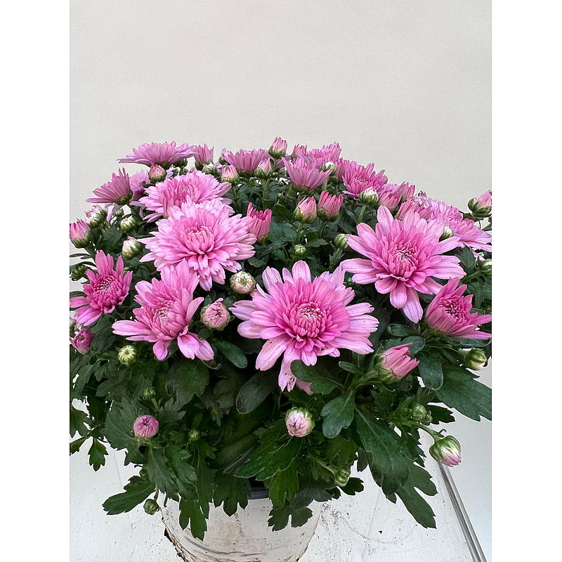 Krysantemum Freeland, 19 cm potte