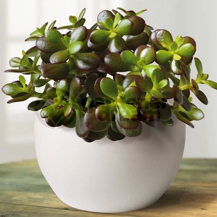 Arbre de Jade - Crassula Ovata - 1 Plante d'intérieur Ornementale pour Maison ou Bureau