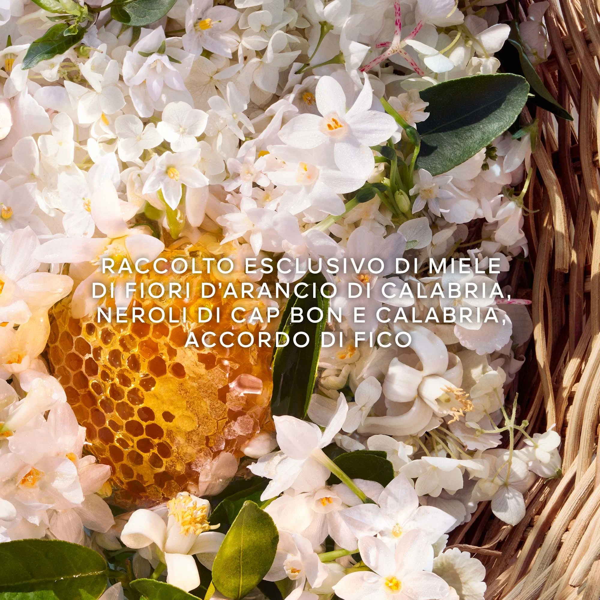 Aqua Allegoria Nerolia Vetiver Harvest - Eau de Toilette