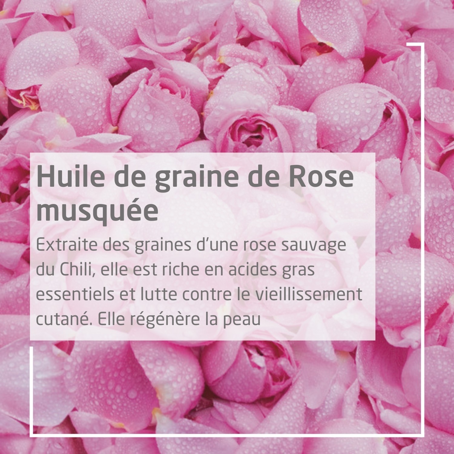 Weleda Fluide lissant Rose