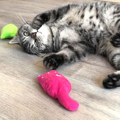Μαξιλάρια για γάτες Aumüller Plush Cats