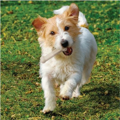 Nylabone DuraChew Knochen - Huhn