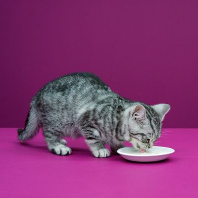 Whiskas-kissanmaito 6 x 200 ml